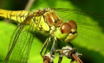 Libelles 