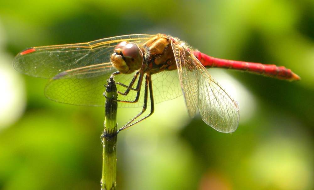 Steenrode heidelibel