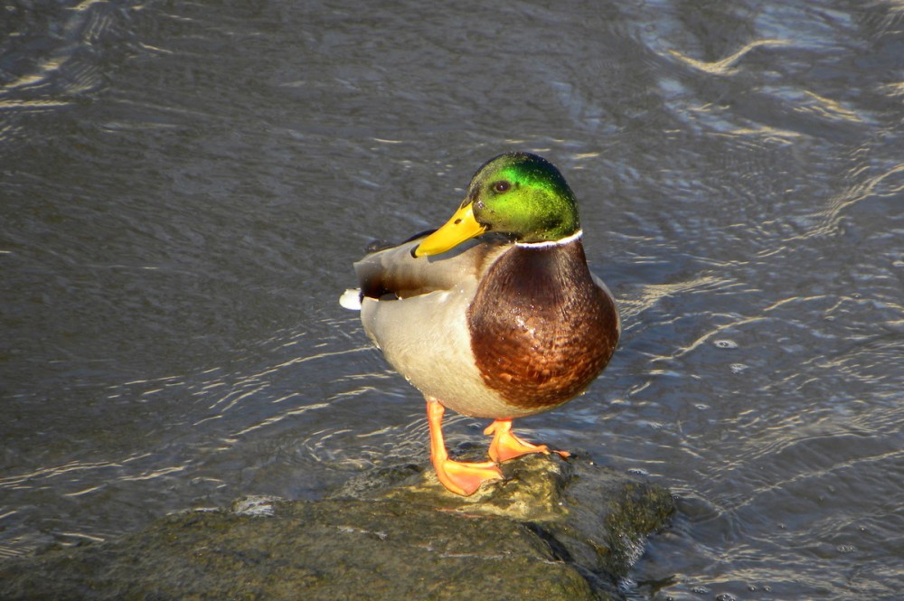 wilde eend in de zon