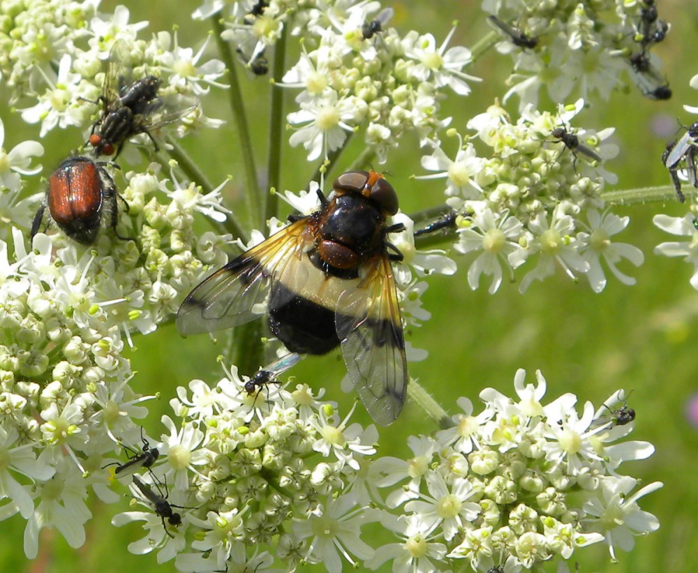 Witte reus / Ivoorvlieg