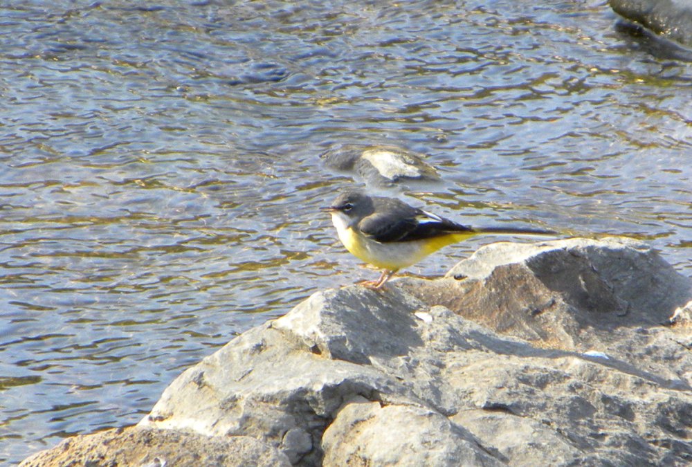 grote gele kwikstaart