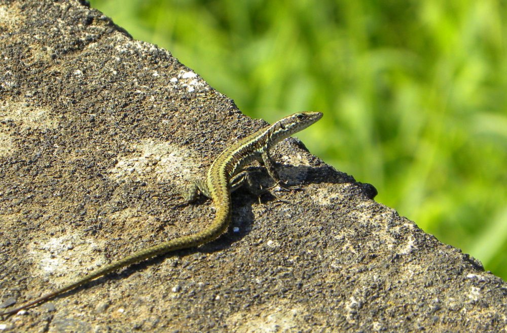 Madeira.muurhagedis