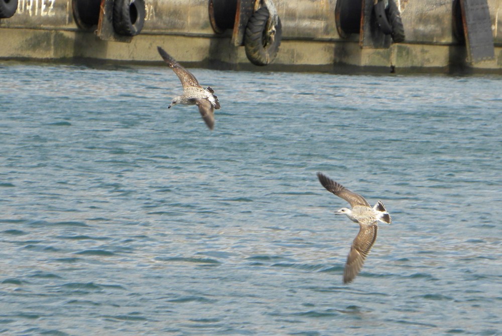 Atlantische geelpootmeeuwen
