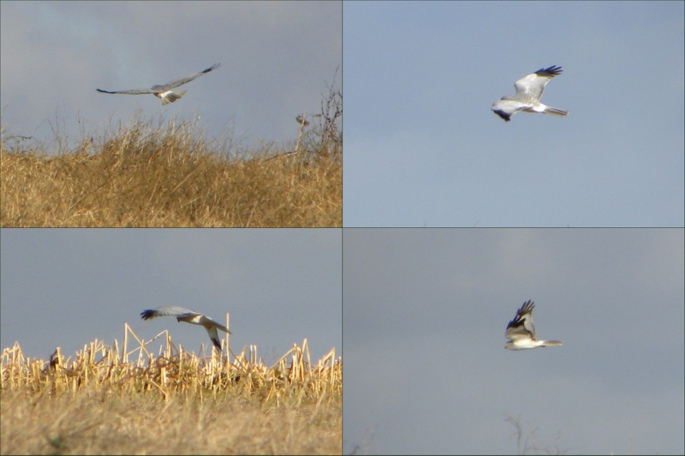 collage blauwe kiekendief man
