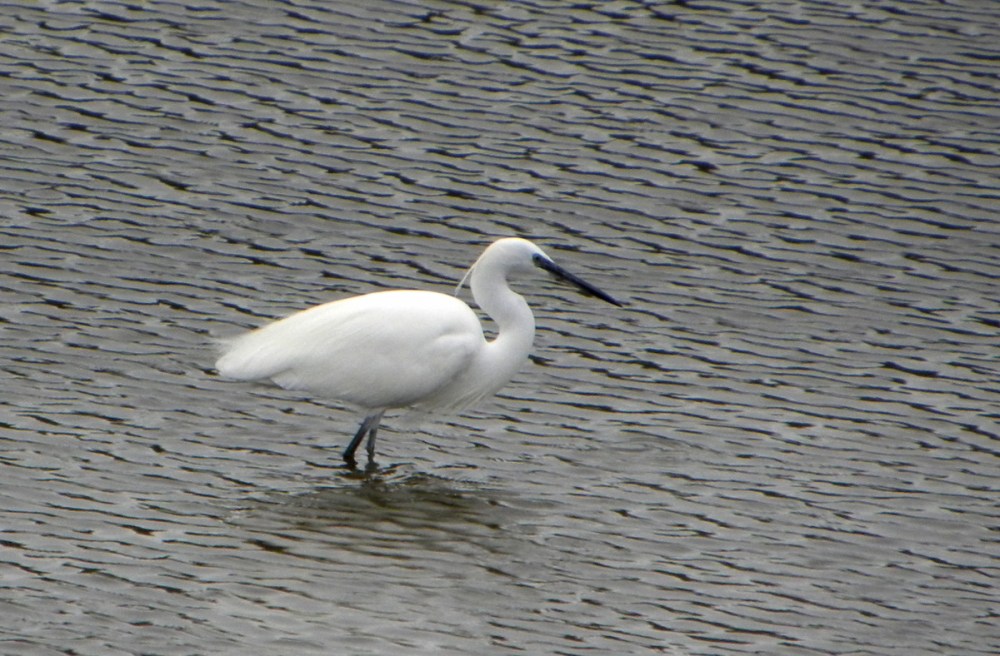 AzorenSaoMiguel.9april2013 003