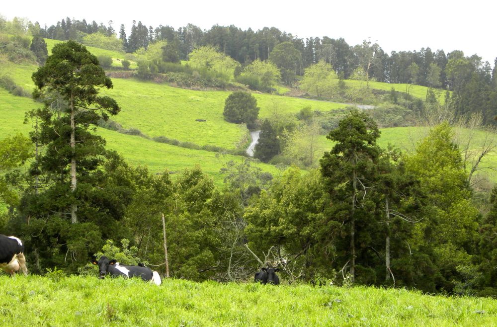 AzorenSaoMiguel.9april2013 078