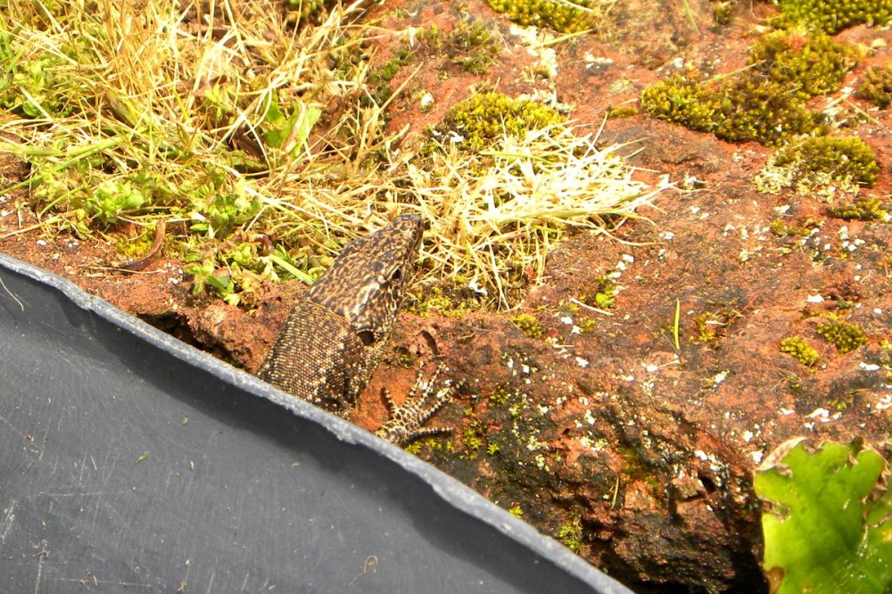 AzorenSaoMiguel.9april2013 116