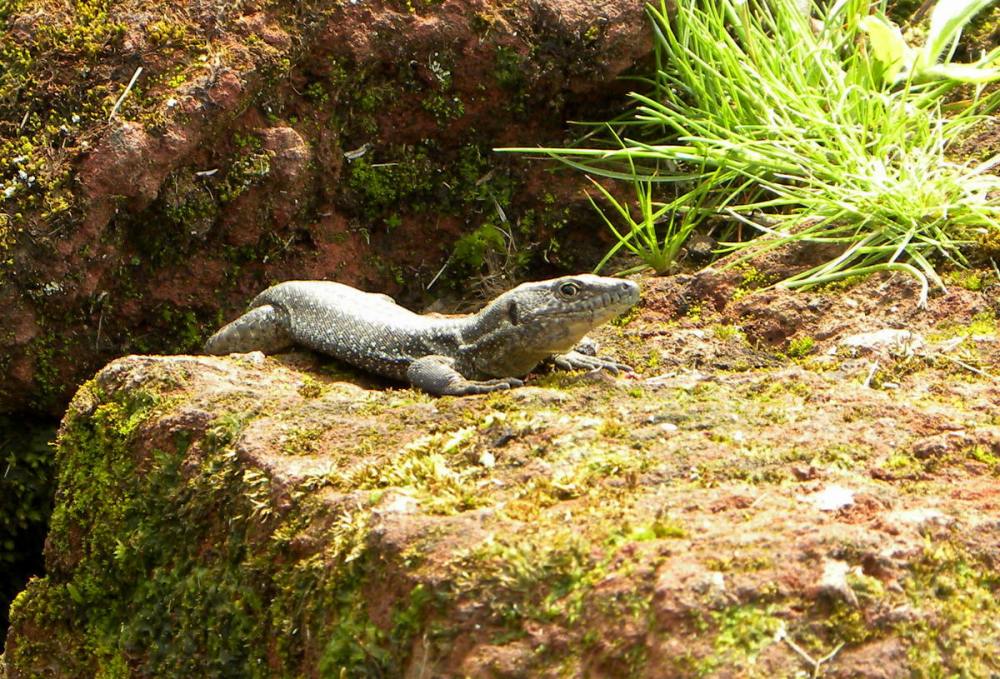 AzorenSaoMiguel.9april2013 124