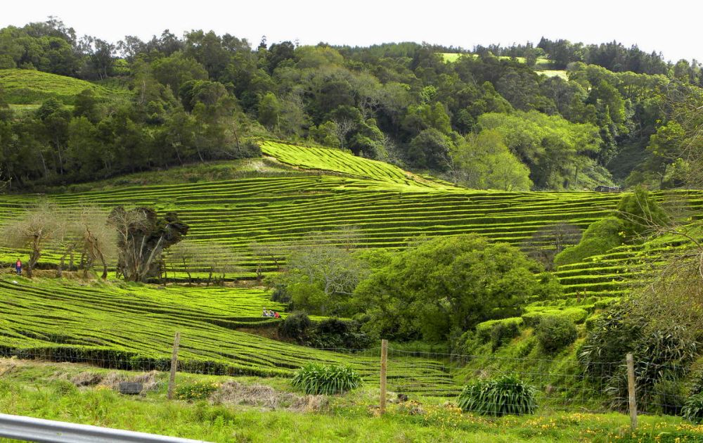 AzorenSaoMiguel.9april2013 174