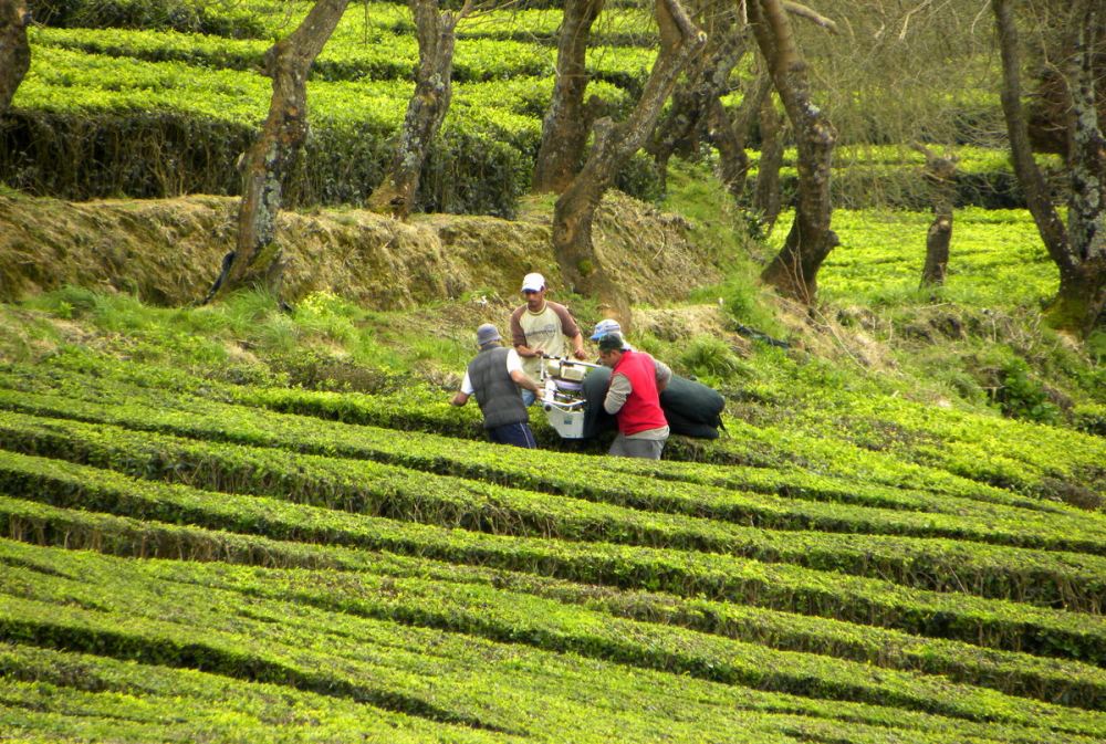 AzorenSaoMiguel.9april2013 176