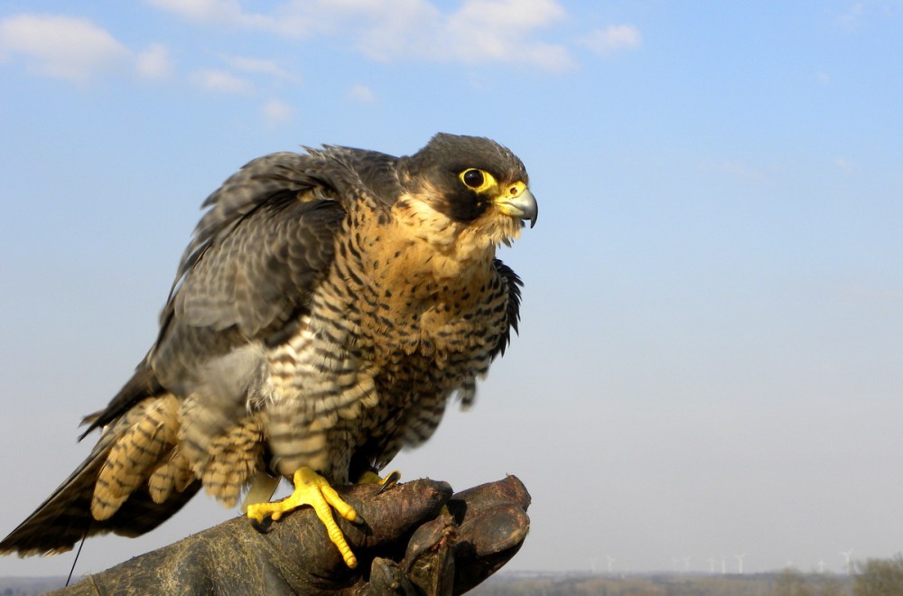 Slechtvalk, 27mrt.2013 007