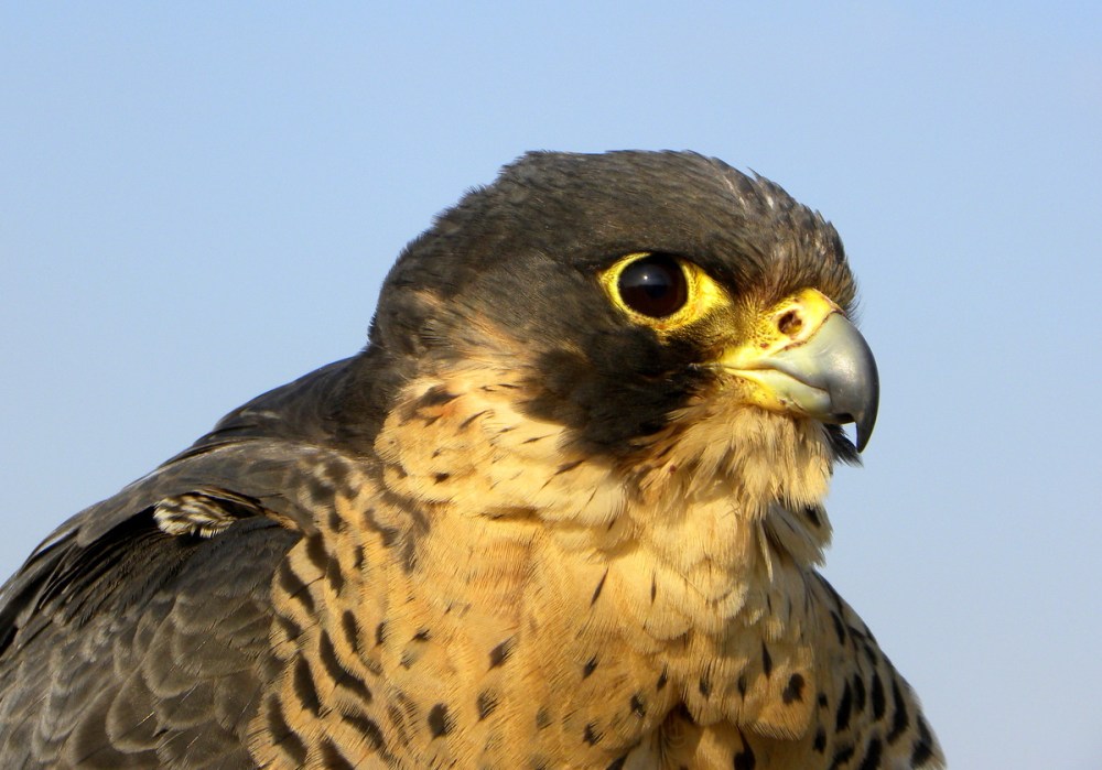 Slechtvalk, 27mrt.2013 009