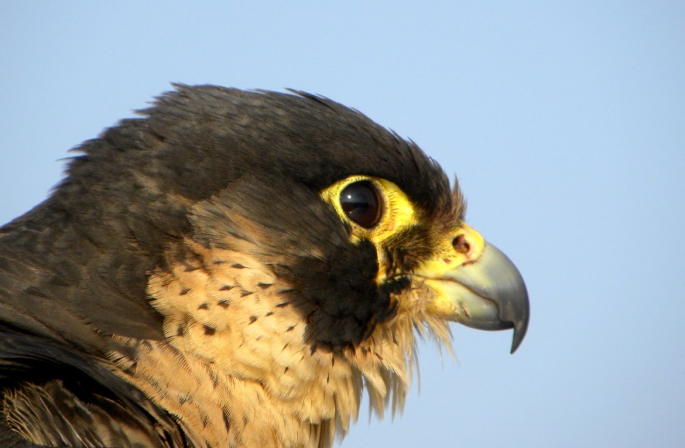 Slechtvalk, 27mrt.2013 016