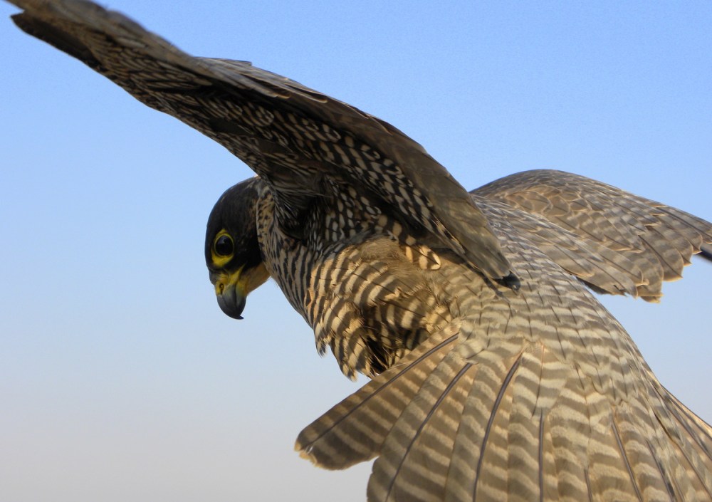 Slechtvalk, 27mrt.2013 038