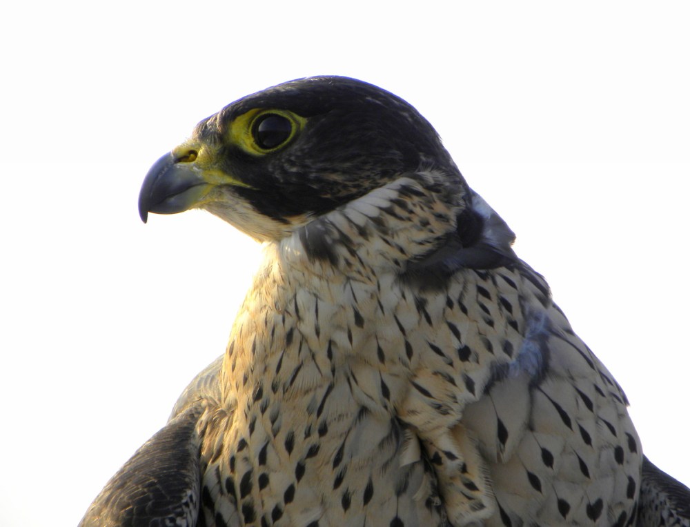 Slechtvalk, 27mrt.2013 045