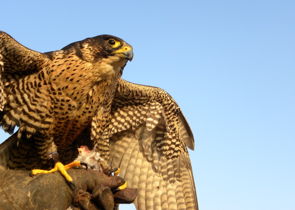 Slechtvalk, 27mrt.2013 075