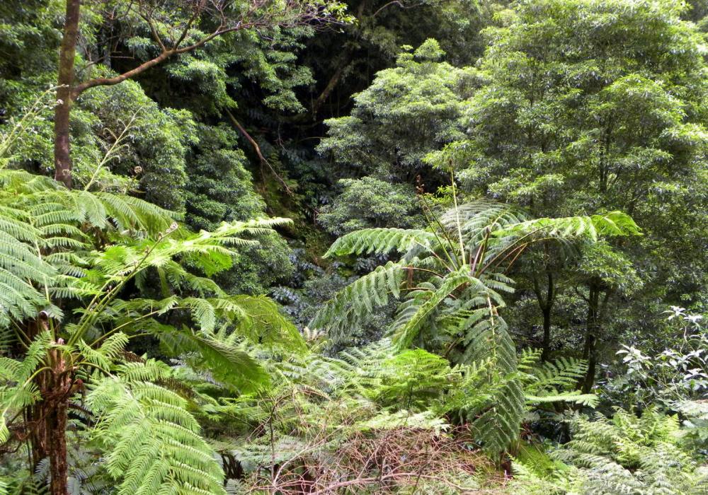 AzorenSaoMiguel.10april2013 145