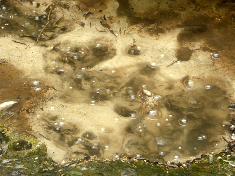 AzorenSaoMiguel.10april2013 156