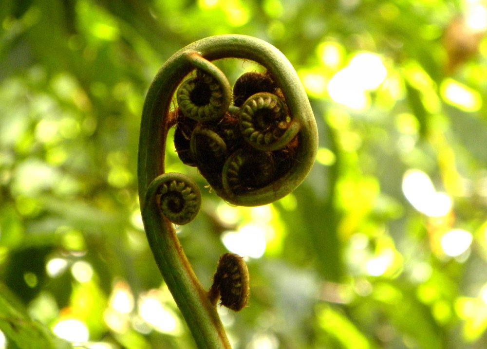 AzorenSaoMiguel.10april2013 173