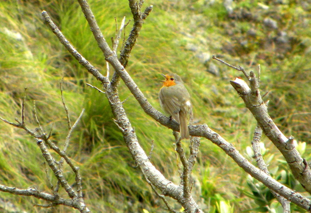 AzorenSaoMiguel.11april2013 069