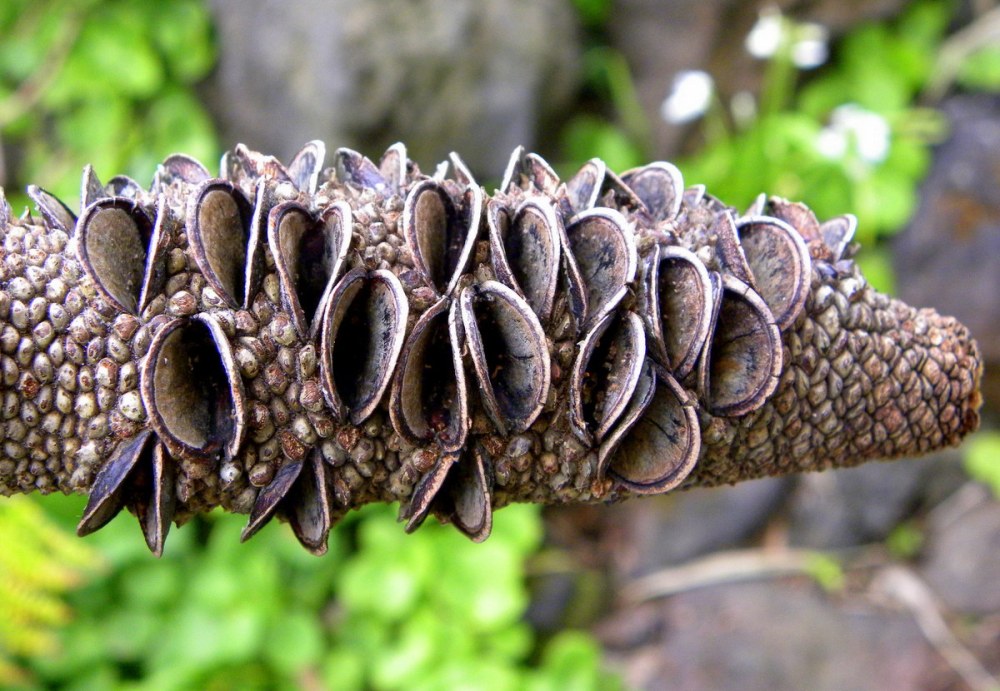 AzorenSaoMiguel.11april2013 071