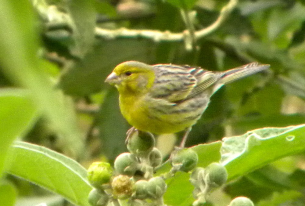 AzorenSaoMiguel.11april2013 082