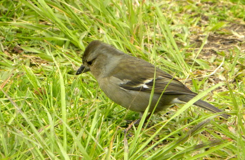 AzorenSaoMiguel.12april2013 009