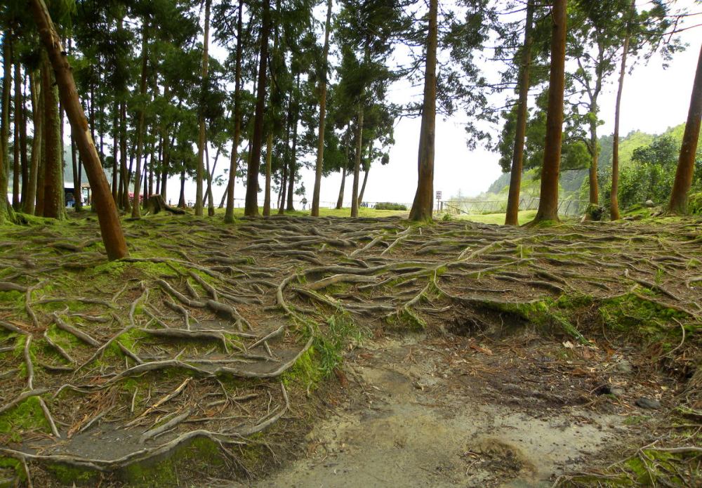 AzorenSaoMiguel.12april2013 010