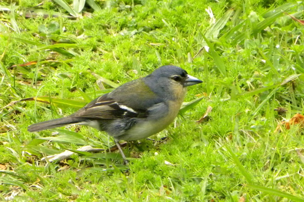 AzorenSaoMiguel.12april2013 022
