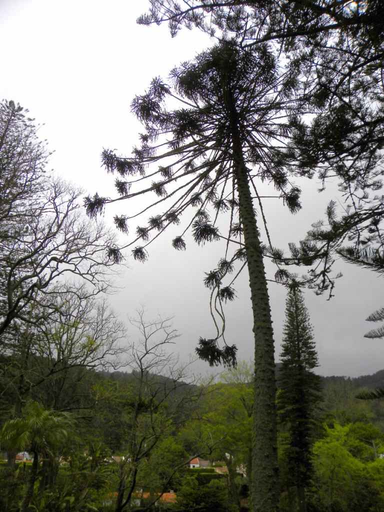 AzorenSaoMiguel.12april2013 066