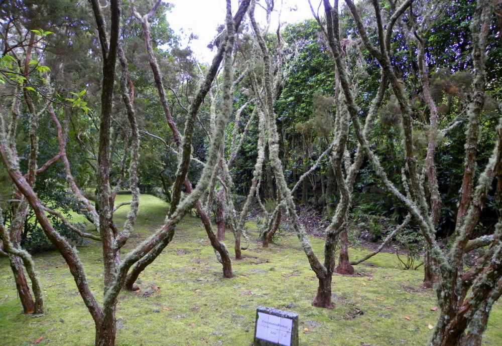 AzorenSaoMiguel.12april2013 077