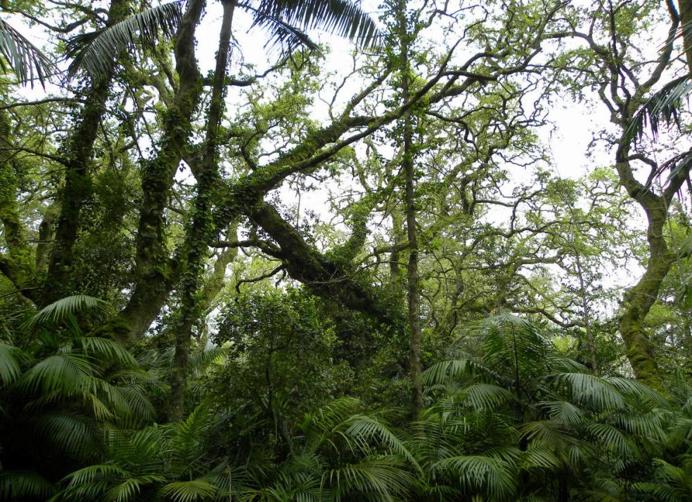 AzorenSaoMiguel.12april2013 099