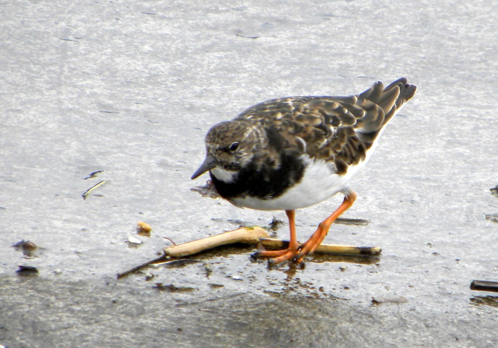 AzorenSaoMiguel.13april2013 018
