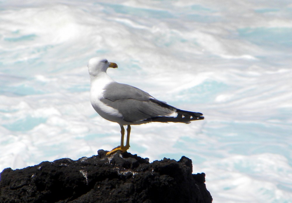 AzorenSaoMiguel.14april2013 065