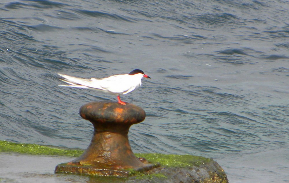 AzorenSaoMiguel.15april2013 033