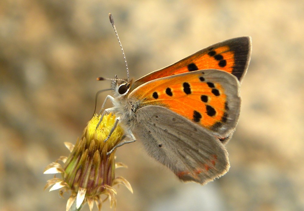 Tenerife 21april2013 030