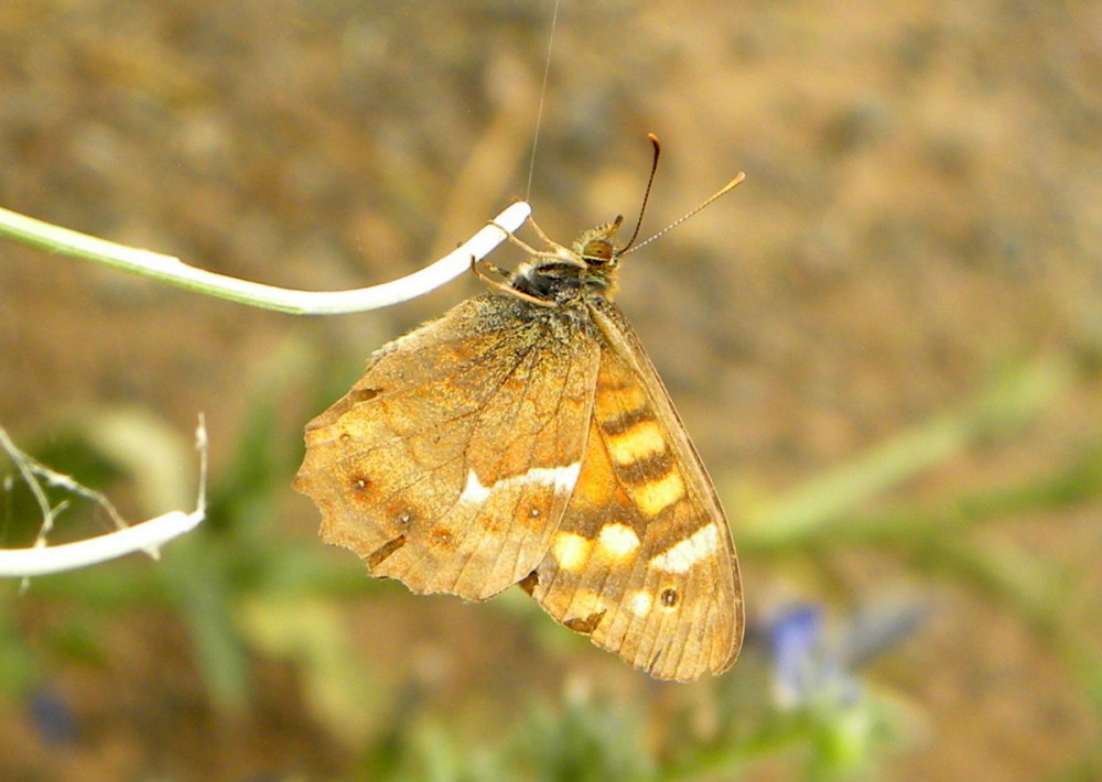 Tenerife 21april2013 047