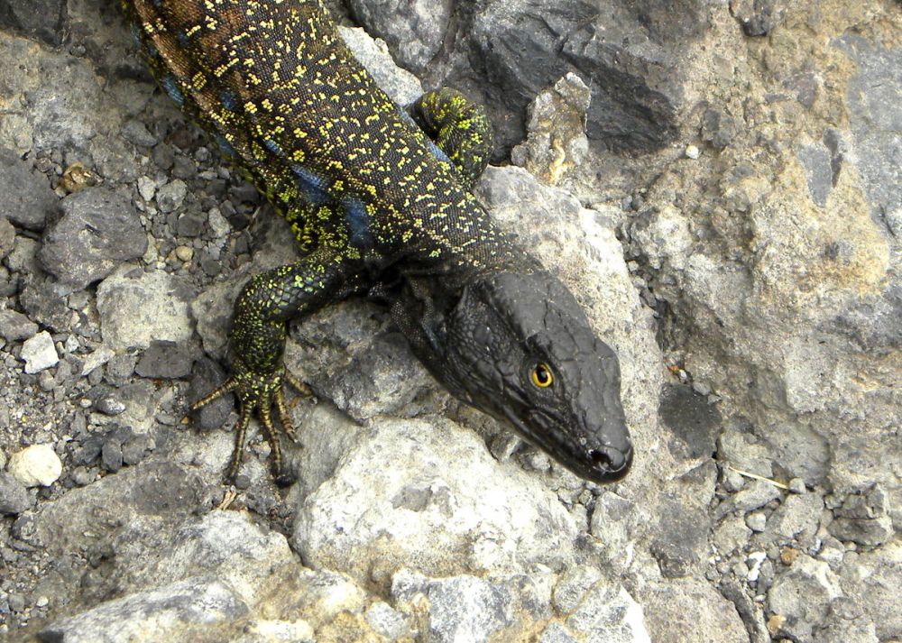 Tenerife 21april2013 095