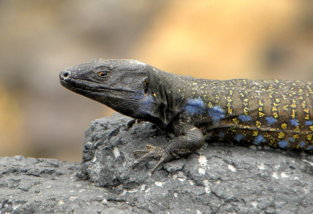 Tenerife 21april2013 106