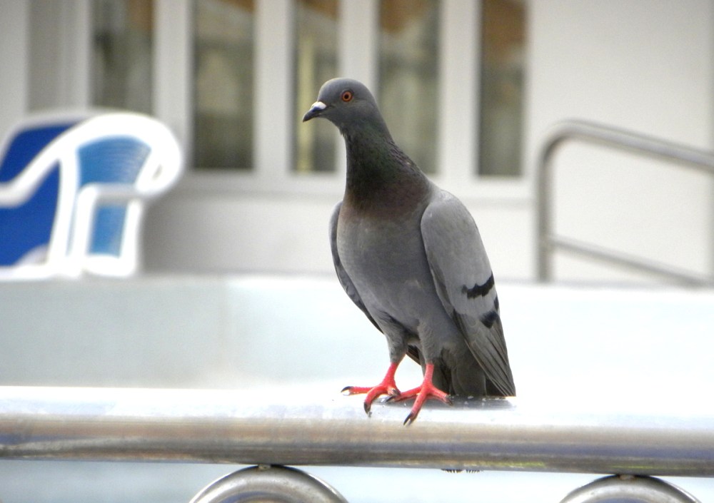 Tenerife 21april2013 155