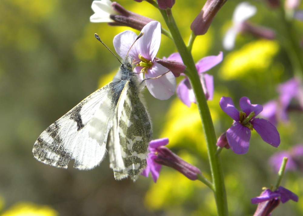 Tenerife 22april2013 060
