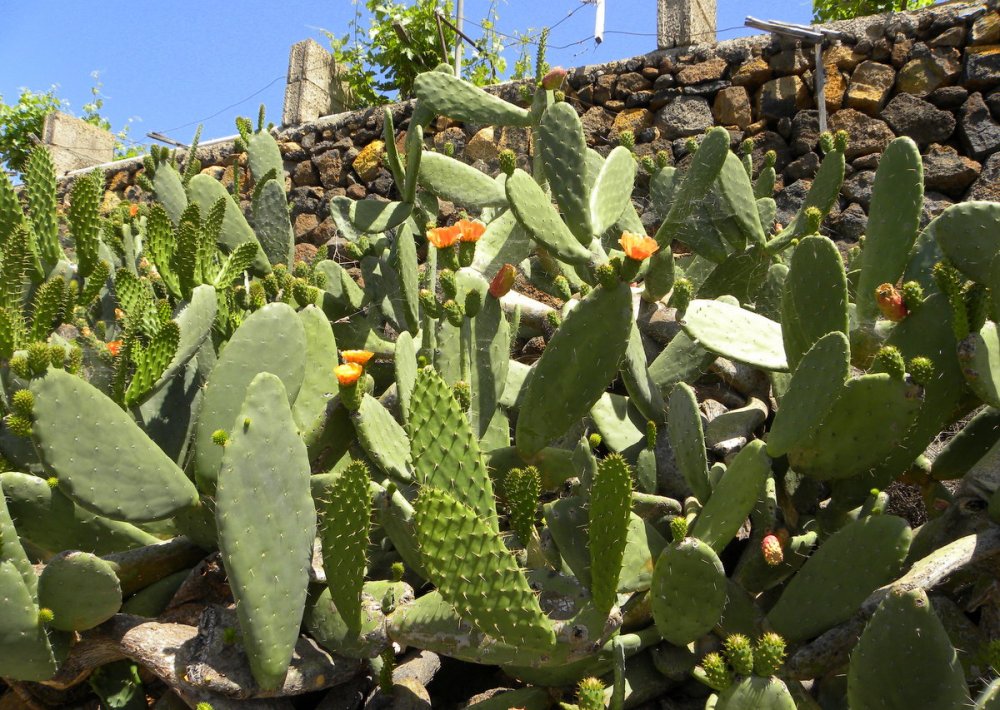 Tenerife 23april2013 011
