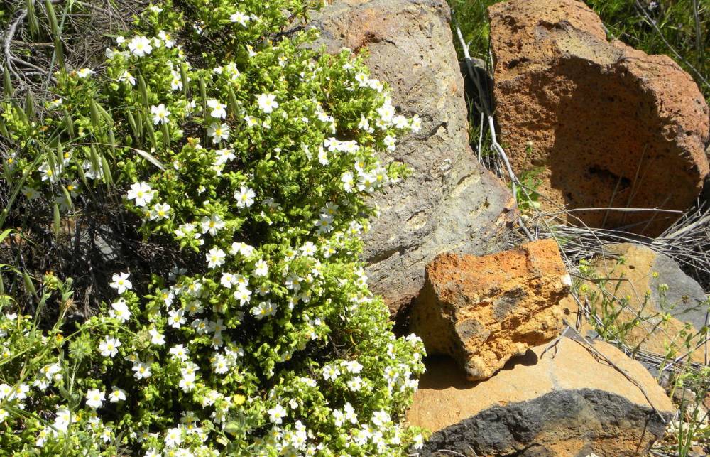 Tenerife 23april2013 031