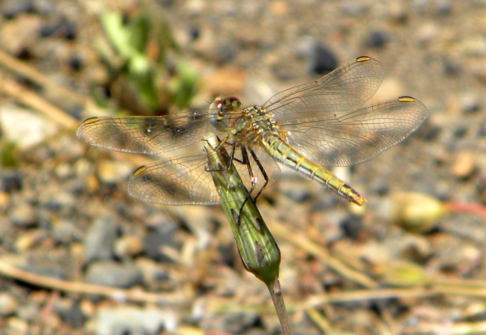 Tenerife 23april2013 079