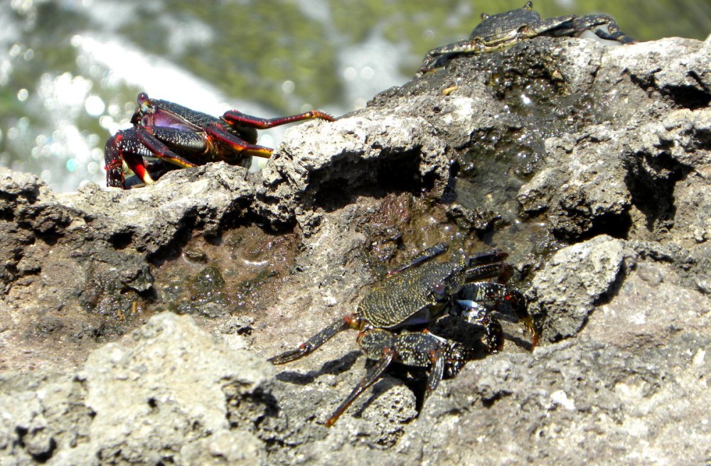 Tenerife 24april2013 087