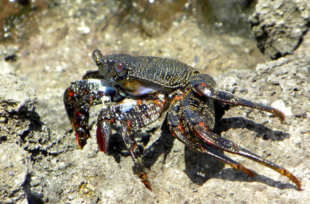 Tenerife 24april2013 089