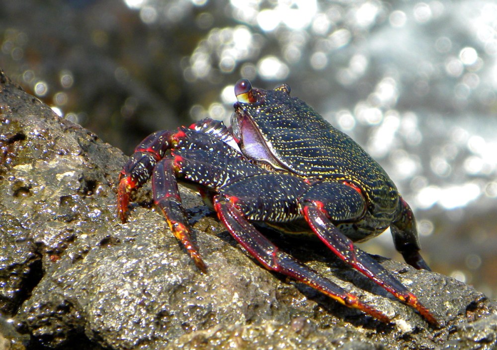 Tenerife 24april2013 094