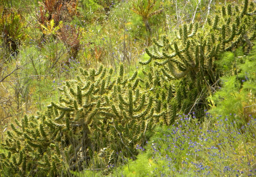 Tenerife 24april2013 128