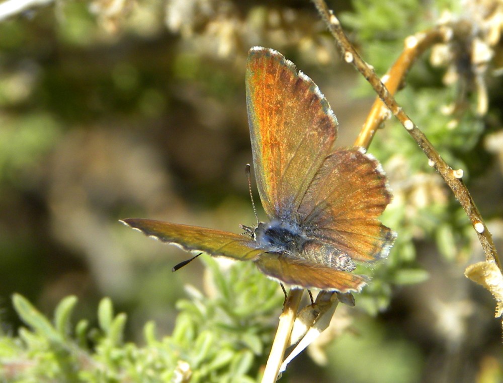 Tenerife 25april2013 024