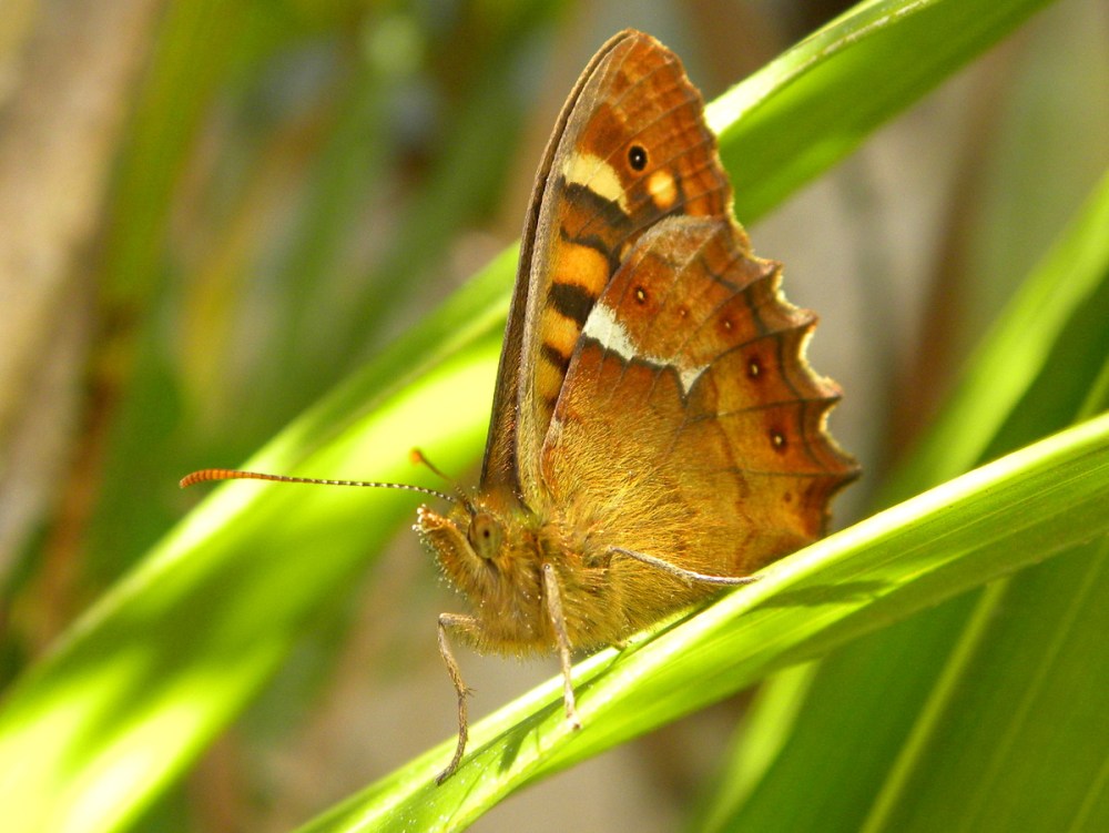 Tenerife 26april2013 021